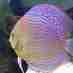 Number1Discus (@number1discus) Twitter profile photo