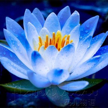 Blue Lotus