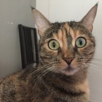 Pliby (@pliby69) 's Twitter Profile