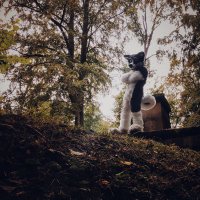 Flixi Husky (@flixihusky) 's Twitter Profile