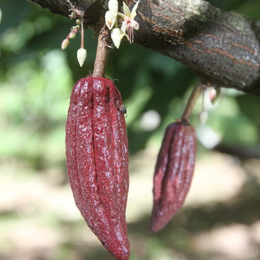 Promotora Día Ncnal del Cacao Vzlano ACTIVISTA para Promover y Enaltecer el Cacao y su Entorno/Colabora con nuestra labor  resuarezc@gmail.com/Paypal