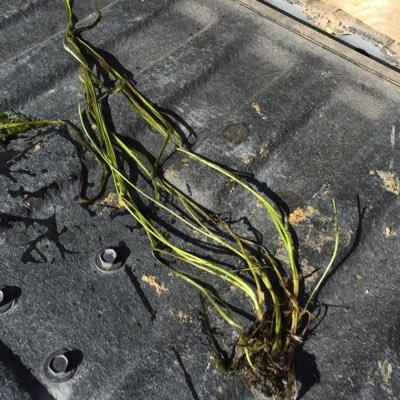 FerriterAmy's profile picture. The Western Aquatic Plant Management Society