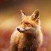 . (@fun_foxy) Twitter profile photo . (@fun_foxy) Twitter profile photo