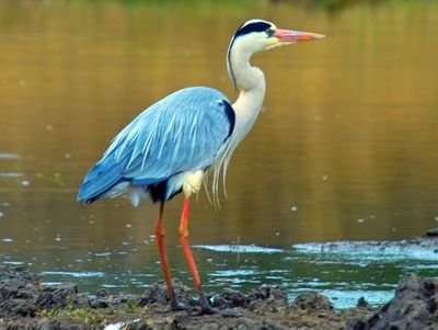 vansantdonna's profile picture. librarian