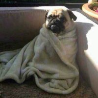 Majula (@human_been09) 's Twitter Profile