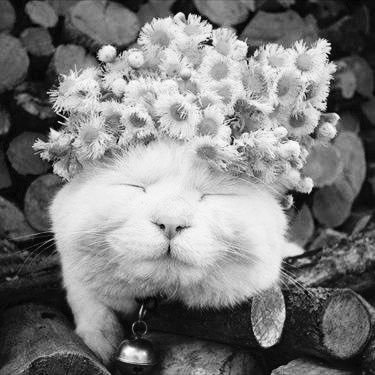 Heartbeat_Cris's profile picture. 