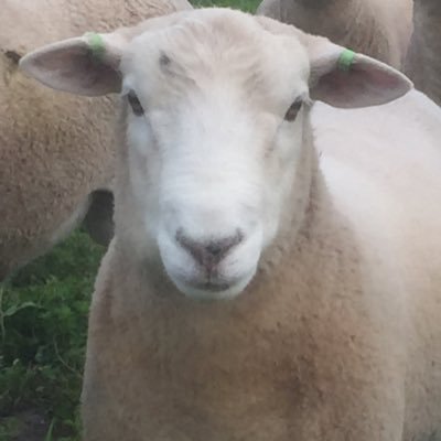 Murnong_Farming's profile picture. 