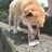 🐕のアイコン