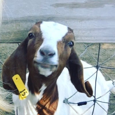 Just a goat trying to live my life free to eat all the trash I can knock over