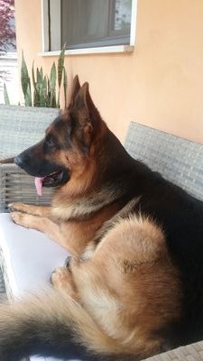 CattinRoby's profile picture. Amo la musica, i miei miti i Genesis e i Dire Straits