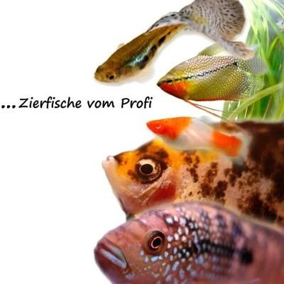 Zierfische vom Profi....