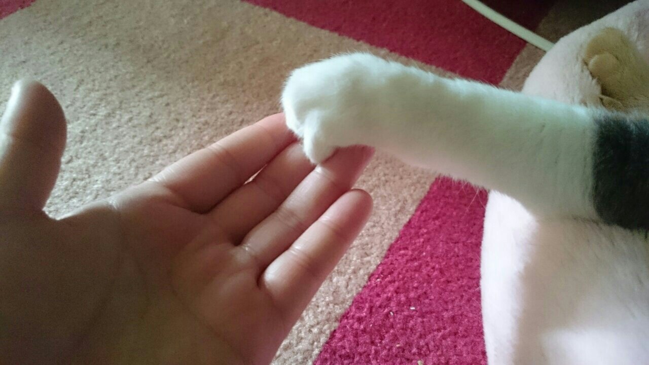 xxschatzkistexx's profile picture. クマーシュペックを纏いし者。ここは廃墟。