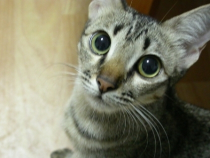 UVRaman's profile picture. I am doing PhD