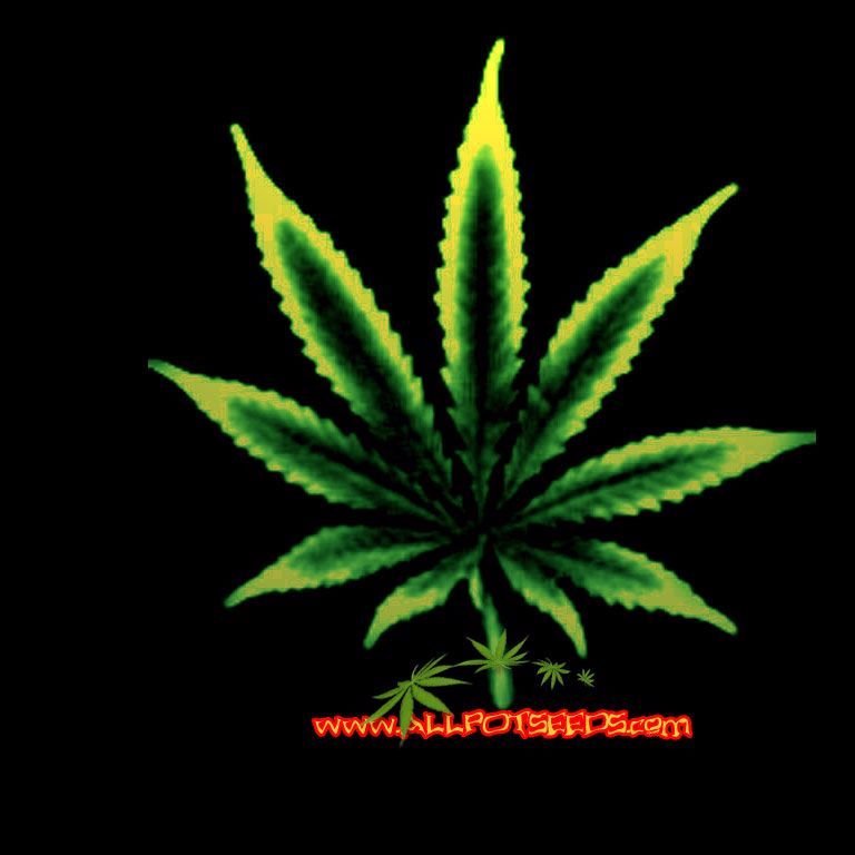 Latinogamer7's profile picture. 