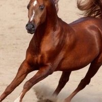 خطابة مسيار الرياض (@mccarlie_lilia) Twitter profile photo