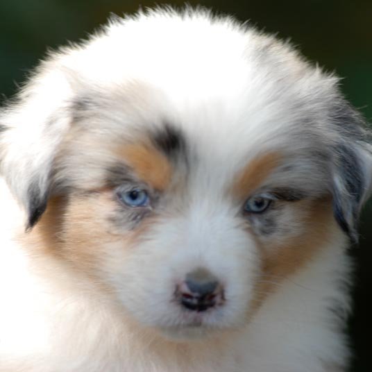 MilkboneMan's profile picture. Love my Wife, Love my Dogs,  Love this Country, 🇺🇸🇺🇸🇺🇸👍👍👍 🐶🐶🐶