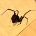 Spiderbloke 🇦🇺🌸 (@bluebristolian) Twitter profile photo Spiderbloke 🇦🇺🌸 (@bluebristolian) Twitter profile photo
