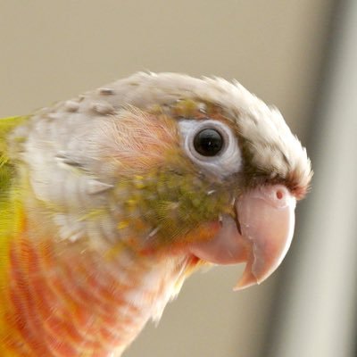 Green cheek conure, hatched in Apr 2016. Follow me for more cute pictures! 2016年4月生まれのウロコインコのぴーちゃんの可愛さを伝えたい！フォロー大歓迎です。足環: CTP9864 CTP MI 9864