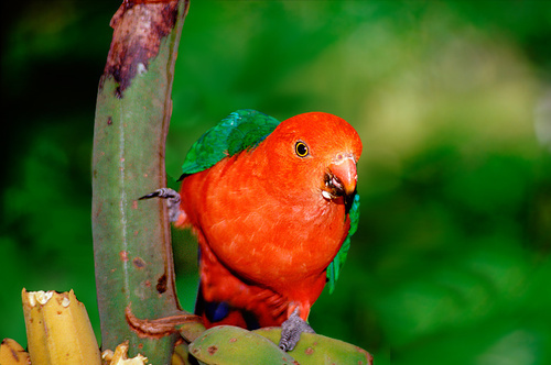 WayneEllis007's profile picture. Kinesiologist, Lifestyle Consultant Nature Photographer Author Kissing the Black Dog - creative solutions to depression anxiety and other stresses