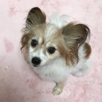 パピヨン飼い主歴16年🐶愛犬の名はリティ。リティ♀は右目が白内障、左目が緑内障で両目見えていませんがいちご🍓大好き元気印のおばぁちゃん犬です。リティともどもよろしくお願いします🤗無言でフォローはお許しを‼️DMは見ません❌