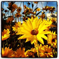 Fishery Wharf (@fisherywharf) 's Twitter Profile