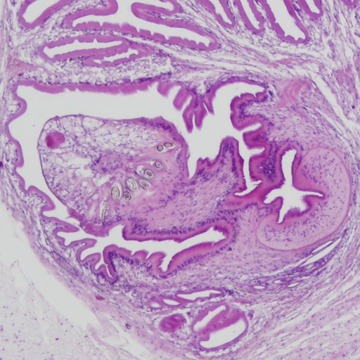 pathowitter's profile picture. 