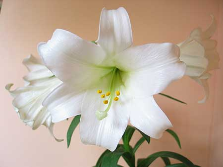 hunnarin's profile picture. i loves IsLam.
Islam is Right way.
i alive for Islam.
Allah is First.
Muhummad is savant of Allah.
^_^