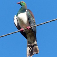 Arkinthepark (@arkintheparknz) 's Twitter Profile