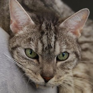 Feivel_Kater's profile picture. Kater. Ehren-#Weltraumaffe 
Lässt @gamergateblogde bei sich wohnen.  Tritt gerne in Streams auf. https://t.co/ZtostrRwql