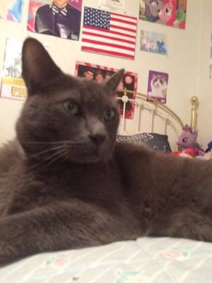 GusTheCatRP's profile picture. Roleplay cat