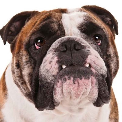 Bulldog Profile