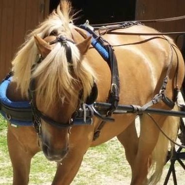 The Carriage Barn seeks to promote the health and well-being of individuals by enhancing their physical and psychological healing through equine activities.