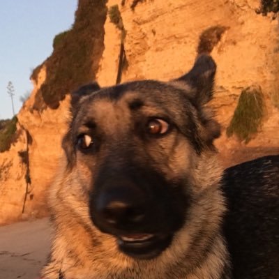 jdmtalent's profile picture. 