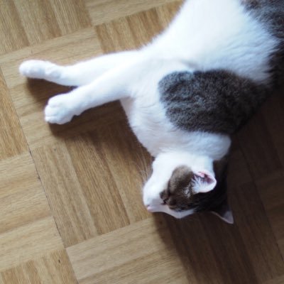 came_ra_like's profile picture. 写真垢です。撮影した写真をアップしてきます。使用カメラ #Nikon #z6ii Youtubeもよろしくお願いします。