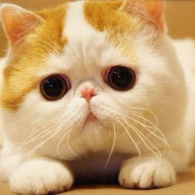 #chat #jeux #rires #blagues #rigolades #quiz #quizz #test #jouer etc....