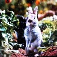 π’πππ (@hyperrrrrrabbit) 's Twitter Profile