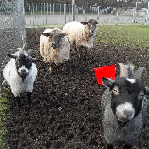 A small City Farm located in Balsall Heath, Birmingham UK. We care for over 50 animals, manage growing projects and educational activities. Book using link.