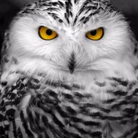 Louis (@_louisqc) 's Twitter Profile Photo Louis (@_louisqc) 's Twitter Profile Photo