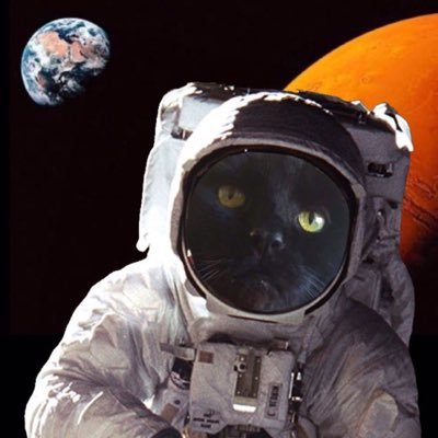 mrbensonthecat's profile picture. Feline, Raconteur, Bon Vivant & Brand Muse @bijouxjewelsuk