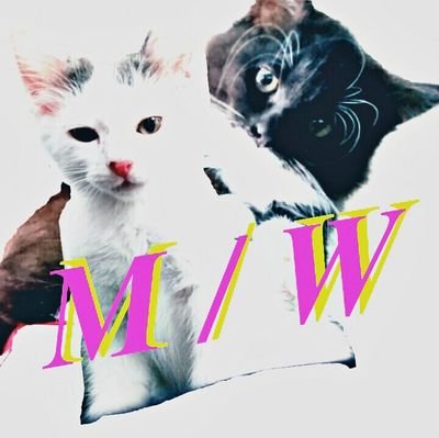 Their name is Mellow and Waffle Here is my cats' Youtube link Marshmellow / Waffle   
I hope you check it out! and subscribe😻😸
ユーチューブも、見てください😺／
スウェーデン在住