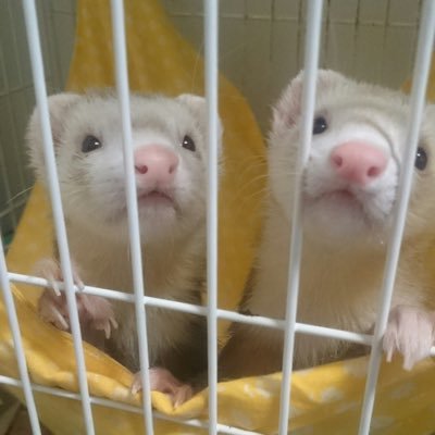 カナディアン(シナモン)のリリエル(2014.11)♀と元ノラのティーダ(推定2015.5)♂アメリカンカールのルーガ♂(2017.9)のママです☻ パスバレーの幸羅とシェリーは5歳でマーシャルの来夢は7歳でお星様に…