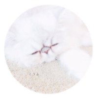 とうふ (@melo____nn) Twitter profile photo