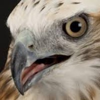Mize Elementary (@mizehawks) 's Twitter Profile