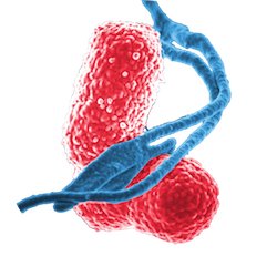 MicrobiomeDB Profile