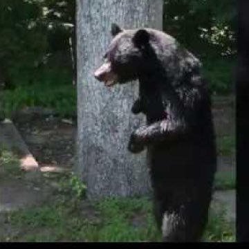 RIP Pedals the Bear! 👼🏼🐻 ????-Oct. 11th, 2016 #PussysOut4Pedals