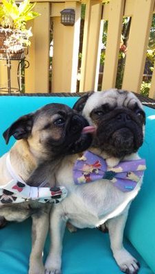 GILES & LIL' BRO NIGEL, Pug Pool Pawties & Living the Pug Life in Jersey 2 Hamptons! Featured on Buzzfeed & Bravo!  
IG @gilesthepug