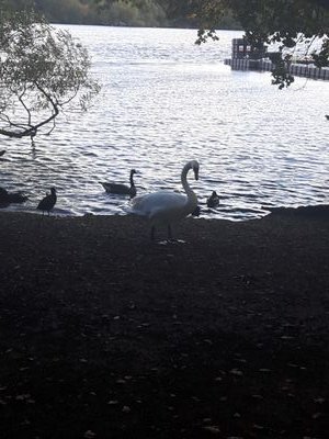 iseviruhaniler's profile picture. 