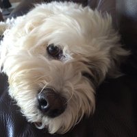 Amy Conklin (@amyaconklin) 's Twitter Profile Photo