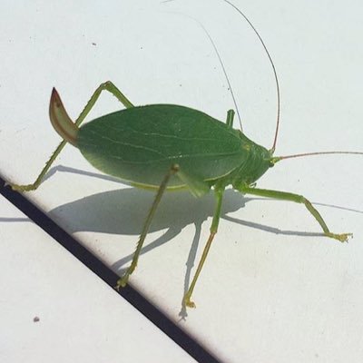 jackwedge's profile picture. filmmaker + animator