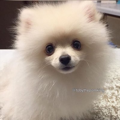 Hi, I'm Toby!❤️🐶 My mom is a photographer and takes all of my pictures! Instagram: tobythepomking